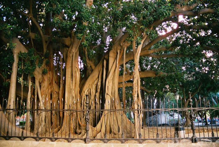 Palermo: Al Giardino Inglese Il mercato della bontà - Sapori e cultura di Sicilia